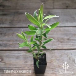 Leucadendron Gold Strike -Garden Plant Store apo leucadendron gold strike tubestock2