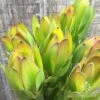 Leucadendron Gold Strike