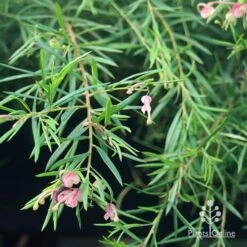 Grevillea Liliane -Garden Plant Store apo liliane weeping