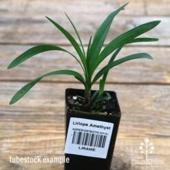 Liriope Amethyst 8 Liriope Amethyst -Garden Plant Store apo liriope amethyst tubestock