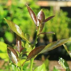 Citrus - Lemon Lisbon -Garden Plant Store apo lisbon lemon new leaf colour