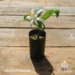 Citrus - Lemon Lisbon -Garden Plant Store apo lisbon small tubestock
