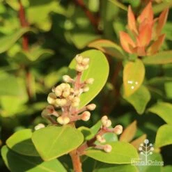 Metrosideros Little Ewan - Dwarf NZ Christmas Bush -Garden Plant Store apo little ewan buds new leaf