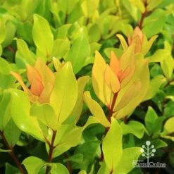 Metrosideros Little Ewan - Dwarf NZ Christmas Bush -Garden Plant Store apo little ewan leaf colour