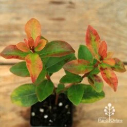 Metrosideros Little Ewan - Dwarf NZ Christmas Bush -Garden Plant Store apo little ewan leaf colour september