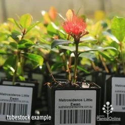 Metrosideros Little Ewan - Dwarf NZ Christmas Bush -Garden Plant Store apo little ewan tubestock in flower