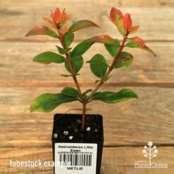 Metrosideros Little Ewan - Dwarf NZ Christmas Bush -Garden Plant Store apo little ewan tubestock september
