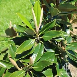 Magnolia Little Gem 21 Magnolia Little Gem -Garden Plant Store apo little gem new leaves