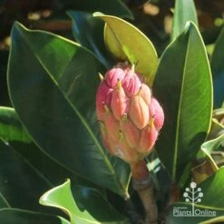 Magnolia Little Gem 20 Magnolia Little Gem -Garden Plant Store apo little gem seedcone forming