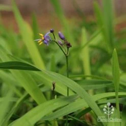 Dianella Little Jess -Garden Plant Store apo little jess dianella flower