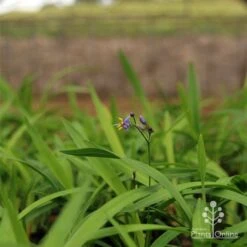 Dianella Little Jess -Garden Plant Store apo little jess dianella plants