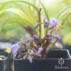 Dianella Little Jess -Garden Plant Store apo little jess flower closeup