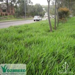 Dianella Little Jess -Garden Plant Store apo little jess median ozbreed