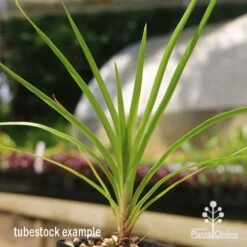 Lomandra Little Pal -Garden Plant Store apo little pal tubestock close