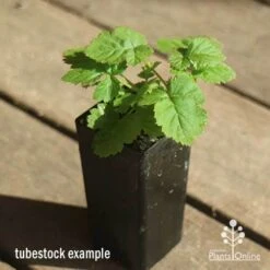 Loganberry -Garden Plant Store apo loganberry tubestock