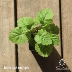 Loganberry -Garden Plant Store apo loganberry tubestock top