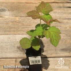 Loganberry -Garden Plant Store apo loganberry tubestock top 1