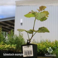 Loganberry -Garden Plant Store apo loganberry tubestock 1