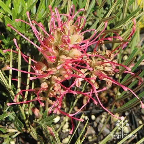 Grevillea Lollypops 2 Grevillea Lollypops - Image 2