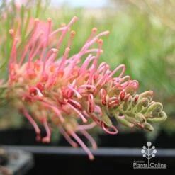Grevillea Lollypops 14 Grevillea Lollypops -Garden Plant Store apo lollypops flower