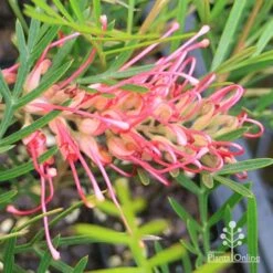 Grevillea Lollypops 15 Grevillea Lollypops -Garden Plant Store apo lollypops grevillea