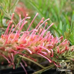 Grevillea Lollypops 12 Grevillea Lollypops -Garden Plant Store apo lollypops grevillea flower