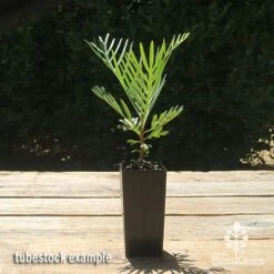 Grevillea Lollypops 11 Grevillea Lollypops -Garden Plant Store apo lollypops grevillea tubestock