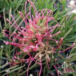 Grevillea Lollypops 16 Grevillea Lollypops -Garden Plant Store apo lollypops open