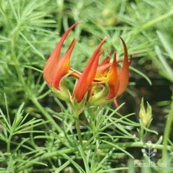 Lotus Red Flash - Parrot's Beak -Garden Plant Store apo lotus