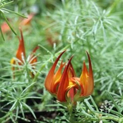 Lotus Red Flash - Parrot's Beak -Garden Plant Store apo lotus flower