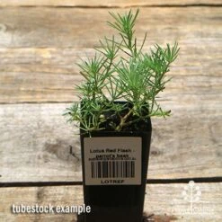 Lotus Red Flash - Parrot's Beak -Garden Plant Store apo lotus tubestock top