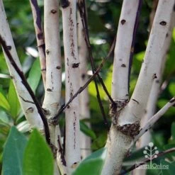 Tristaniopsis Luscious - Water Gum -Garden Plant Store apo luscious trunks