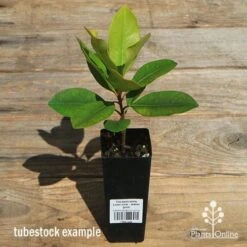 Tristaniopsis Luscious - Water Gum -Garden Plant Store apo luscious tubestock