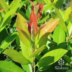 Tristaniopsis Luscious - Water Gum -Garden Plant Store apo luscious water gum leaf colour