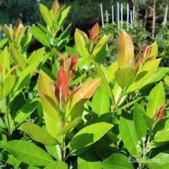 Tristaniopsis Luscious - Water Gum -Garden Plant Store apo luscious water gum leaf colours