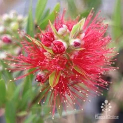 Callistemon Macarthur -Garden Plant Store apo macarthur callistemon