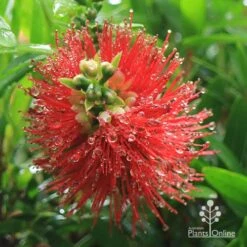 Callistemon Macarthur -Garden Plant Store apo macarthur callistemon flower