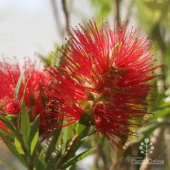 Callistemon Macarthur -Garden Plant Store apo macarthur flower and bud