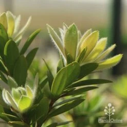 Callistemon Macarthur -Garden Plant Store apo macarthur fluffy new leaf