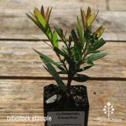 Callistemon Macarthur -Garden Plant Store apo macarthur tubestock