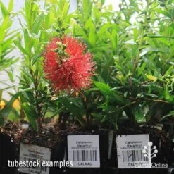 Callistemon Macarthur -Garden Plant Store apo macarthur tubestock in flower