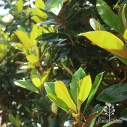 Magnolia Little Gem 19 Magnolia Little Gem -Garden Plant Store apo magnolia little gem backlit