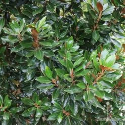 Magnolia Little Gem 17 Magnolia Little Gem -Garden Plant Store apo magnolia little gem hedge