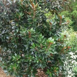 Magnolia Little Gem 18 Magnolia Little Gem -Garden Plant Store apo magnolia little gem tree