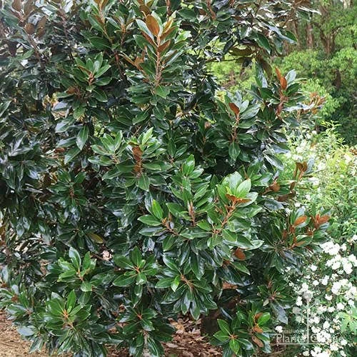 Magnolia Little Gem 7 Magnolia Little Gem - Image 7