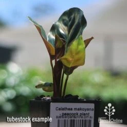 Calathea Makoyana - Peacock Plant -Garden Plant Store apo makoyana tubestock