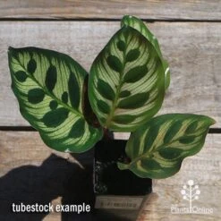 Calathea Makoyana - Peacock Plant -Garden Plant Store apo makoyana tubestock top