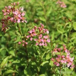 Malpighia Pixie - Acerola