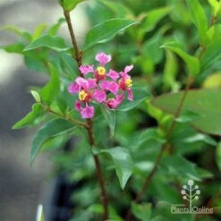 Malpighia Pixie - Acerola -Garden Plant Store apo malpighia stem flowers