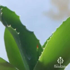 Mangave Falling Waters - Succulent -Garden Plant Store apo mangave falling waters teeth